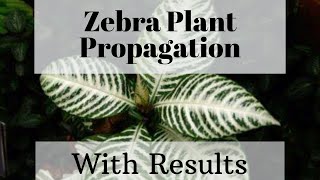 Aphelandra Propagation  Zebra Plant  With Result [upl. by Latihs611]