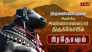 திருவண்ணாமலை ஸ்ரீஅருணாச்சலேஸ்வரர் கோயில்  பிரதோஷ வழிபாடு  Pradosham  Nandhi Abishegam [upl. by Ollecram]