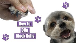 How To Clip Black Dog Nails [upl. by Cooperstein490]