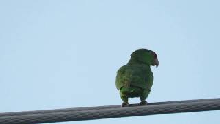 Redcrowned Amazon or Redcrowned Parrot Amazona viridigenalis [upl. by Doherty]