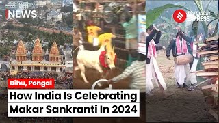 Makar Sankranti 2024 From Assam To Tamil Nadu This How India Is Celebrating Makar Sankranti [upl. by Azila784]