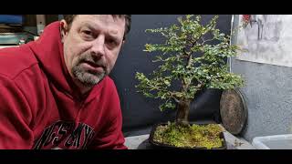 Repotting my nothofagus tree [upl. by Kokaras]