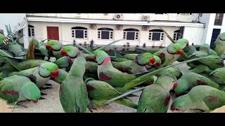 Many Alexandrine parakeet feeding on the roof  parrot feeding time  many alexandrine at a place [upl. by Pier432]