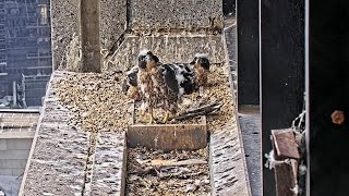 367 Collins St Falcons Chicks React to Rainstorm 🐥🐥🐥 Hey wheres our Mumbrella ☔ 2024 Nov 7 [upl. by Cormack716]