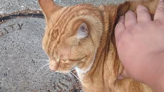 Meeting a ginger tabby cat in Northcote [upl. by Atsyrk]