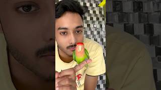 Love birds male female identify process 🦜birds minivlog birdslover birdshobby shortvideo [upl. by Latimore]