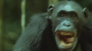 Chimps Set Up an Ambush for Monkeys  Trials Of Life  BBC Earth [upl. by Luanni33]