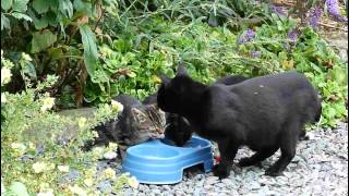 Meet my family  stray cat brings her kittens to be fed [upl. by Xuaegram540]