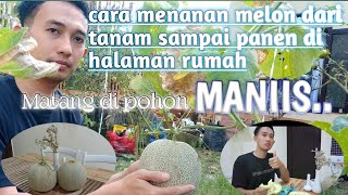 Cara menanam melon di polybag sampai panen di pekarangan rumah [upl. by Lindsley121]