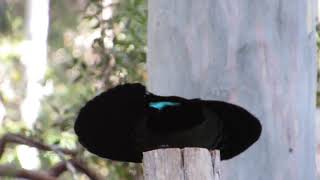 Victorias Riflebird display at Atherton Tablelands Birdwatchers Cabin [upl. by Edyaj635]