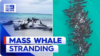 Pod of whales stranded on WA beach  9 News Australia [upl. by Amein]