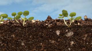 Arabidopsis time lapsed [upl. by Otxis]