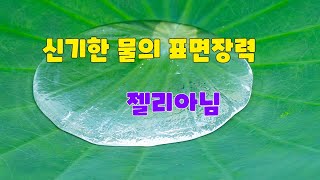 물의 표면장력소니 A7M4  매크로 렌즈 [upl. by Ykcin]