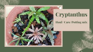 Cryptanthus carepotting mix for CryptanthusBromeliads Cryptanthus Haul [upl. by Rip]