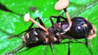 Trabalho de biologia  Fungo Ophiocordyceps Unilateralis [upl. by Noryb62]