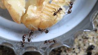 Pheidole pallidula feeding on walnut fressen eine Walnuss [upl. by Imalda]