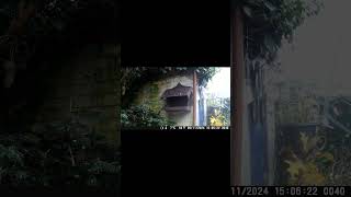 BLACKBIRD Evening meal asmr nature short shorts wildlife birds education sparrow [upl. by Dennis]