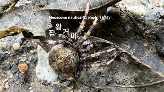 집왕거미 Neoscona nautica イエオニグモ 嗜水新园蛛 보문산계곡 Bomunsan Valley [upl. by Calica]