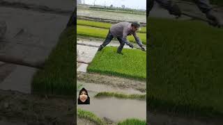 Menanam padi agriculture farmer satisfying shorts [upl. by Noemis]