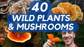 40 Edible Mushrooms and Plants You can Forage [upl. by Ahtnama444]