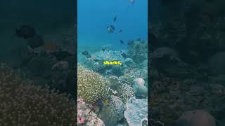 Coral Reefs  besmart  shorts facts coral reef marinelife ocean oceanlife sea oceanlife [upl. by Aleahc]