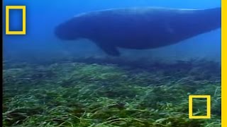 Dugongs vs Tiger Sharks  National Geographic [upl. by Alroi]