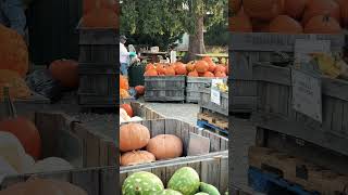 Fishkill Farms  NY  pumpkins 🎃 🎃 [upl. by Torre]