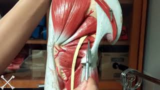 TeachMeEXCI  Lateral Rotators [upl. by Ardnasirk]