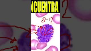 🩸Cómo Identificar al BASÓFILO ¿Cuales son sus características morfológicas🔬 shorts [upl. by Herbie]