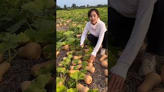 Our land Butternut squash is very tasty butternutsquash shorts [upl. by Joost]