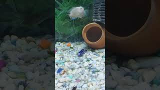 Demasoni cichlid fish Shorts exoticfishlover fishvideo [upl. by Ylicic]