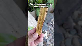 Te presento el Palo Santo jhonnyelindu palosanto maderasagrada incienso [upl. by Alaikim692]