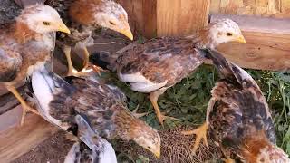 1 months old whitehackle chicks [upl. by Ahsikrats]