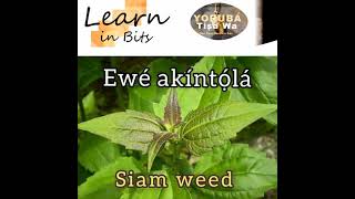 Siam weed Chromolaena odorata in Yorùbá Language Ewé Akíntọ́lá [upl. by Ecire]