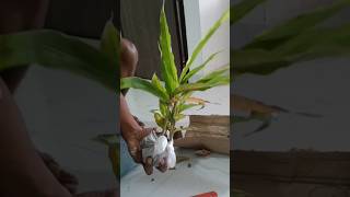 Kya Chhattisgarh Mein ilayachi Grow Karega  Elaichi plant 🌱  gardening elaichi [upl. by Ydissak]