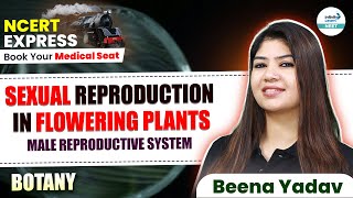 Sexual Reproduction in Flowering Plants Male Reproductive System Explained  📚 NCERT Line By Line [upl. by Yelahs52]