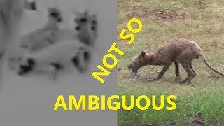 A Final Response to the Thylacine Footage by Ambiguous World [upl. by Haleeuqa]