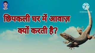 छिपकली घर में आवाज क्यों करती हैं why lizard make sound in home lizardsound maabhiacademy [upl. by Yv]