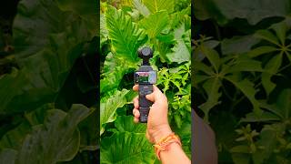 Dji Osmo Pocket 3  Balance Colour Recording dji djiosmo djiosmopocket3 gimbal djiviralvideo [upl. by Pohsib]