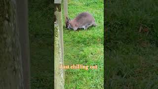 A wallaby just chilling out enjoying life as it comes and always keep nature 💯 [upl. by Rabush]