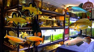 The Best Nano Fish Collection  In Depth Tour [upl. by Shelli]