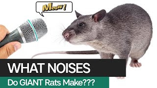 What Noises do Giant African Gambian Pouched Rats Make [upl. by Charleton]