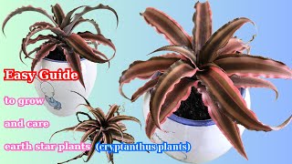 Easy Guide to grow and care earth star plants cryptanthus plants [upl. by Buatti540]