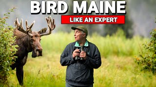 How To BIRD MAINE Like An Expert [upl. by Philipines]