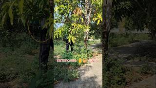 HARDWORK harvesting insect spray fruit mango insecticides [upl. by Cutty675]