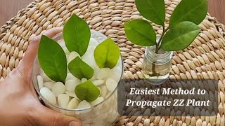 Easiest Method to Propagate ZZ Plant propagation [upl. by Folsom]