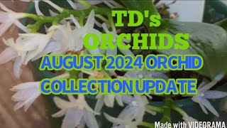 August 2024 ORCHID COLLECTION UPDATE [upl. by Anali]