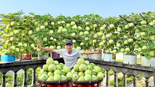 How Grow Melons Without A Garden Super Many Fruits Secrets Never Revealed [upl. by Yecad]