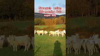 Cheviot sheep farming sheepfarming sheepfarm sheephusbandry [upl. by Camden]