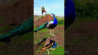 Real Peacock Catching 🦚 mor shortsviral [upl. by Larrad]